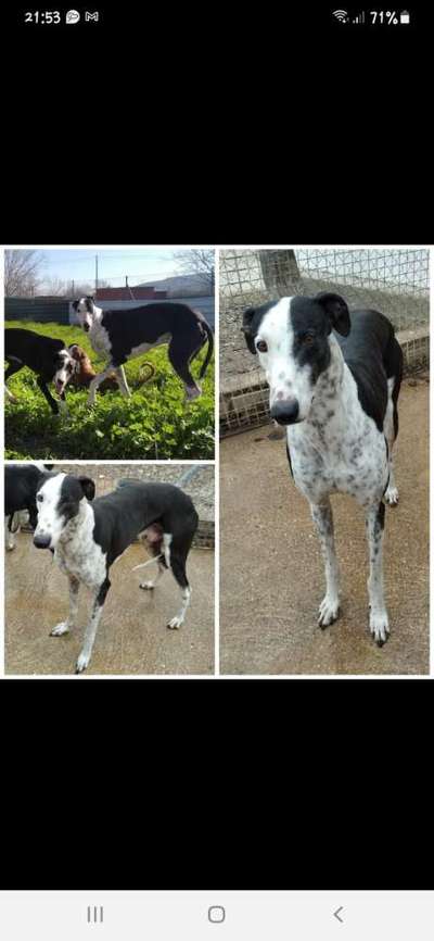 Windhunde - Treffen der besonderen Schönheiten
HERZLICH WILLKOMMEN-Beitrag-Bild