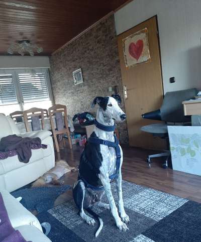 Windhunde - Treffen der besonderen Schönheiten
HERZLICH WILLKOMMEN-Beitrag-Bild