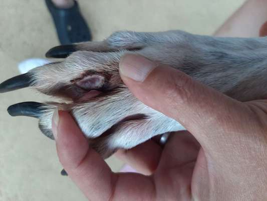 Windhunde - Treffen der besonderen Schönheiten
HERZLICH WILLKOMMEN-Beitrag-Bild