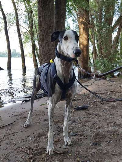 Windhunde - Treffen der besonderen Schönheiten
HERZLICH WILLKOMMEN-Beitrag-Bild
