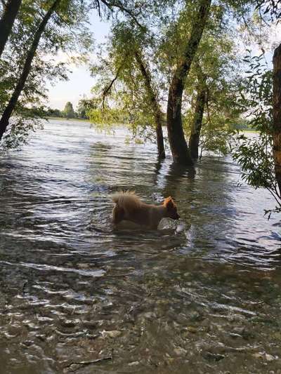 Windhunde - Treffen der besonderen Schönheiten
HERZLICH WILLKOMMEN-Beitrag-Bild