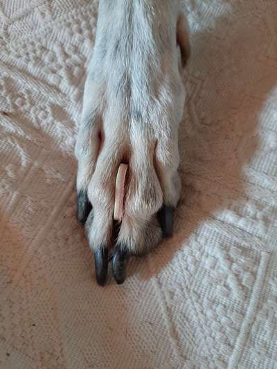 Windhunde - Treffen der besonderen Schönheiten
HERZLICH WILLKOMMEN-Beitrag-Bild