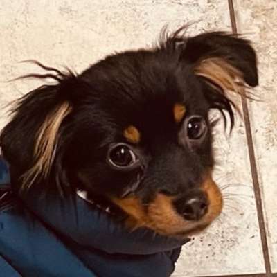 Hundetreffen-Playdate zur Sozialisierung-Bild