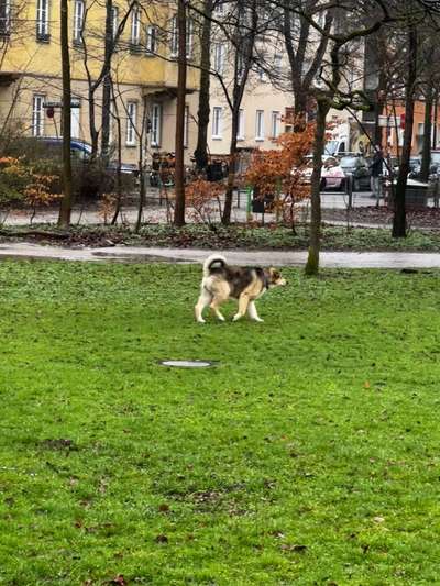 Giftköder-ACHTUNG!! Extrem bissiger Hund unterwegs-Bild