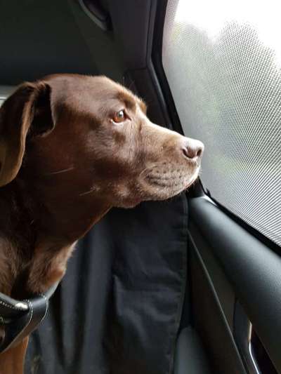 Foto Challenge Thema "Hunde im Auto"-Beitrag-Bild