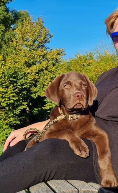 85. Foto Challenge : Schosshund-Beitrag-Bild