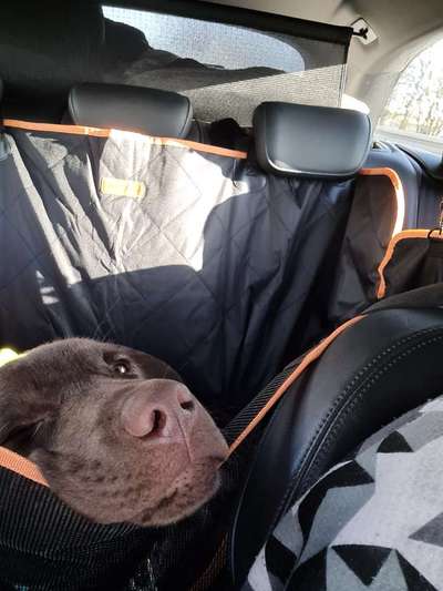 Foto Challenge Thema "Hunde im Auto"-Beitrag-Bild