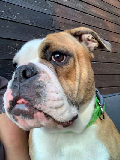 Olde English Bulldogge-Beitrag-Bild