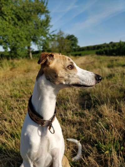 Windhunde - Treffen der besonderen Schönheiten
HERZLICH WILLKOMMEN-Beitrag-Bild