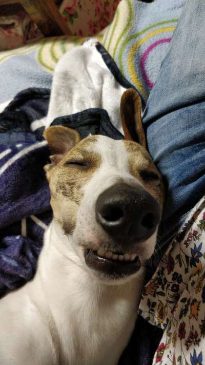 Windhunde - Treffen der besonderen Schönheiten
HERZLICH WILLKOMMEN-Beitrag-Bild