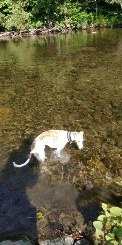 Windhunde - Treffen der besonderen Schönheiten
HERZLICH WILLKOMMEN-Beitrag-Bild