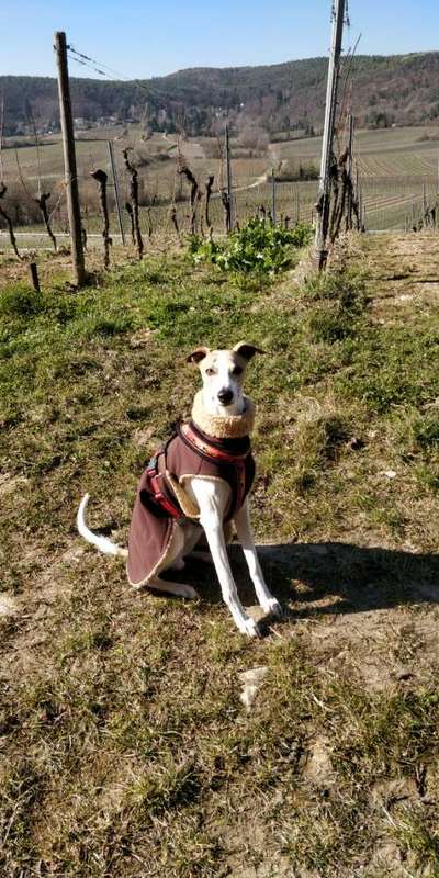 Windhunde - Treffen der besonderen Schönheiten
HERZLICH WILLKOMMEN-Beitrag-Bild