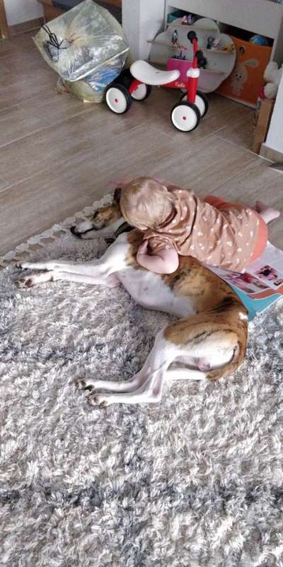 Windhunde - Treffen der besonderen Schönheiten
HERZLICH WILLKOMMEN-Beitrag-Bild