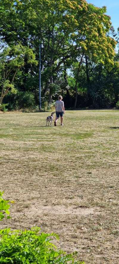 Windhunde - Treffen der besonderen Schönheiten
HERZLICH WILLKOMMEN-Beitrag-Bild