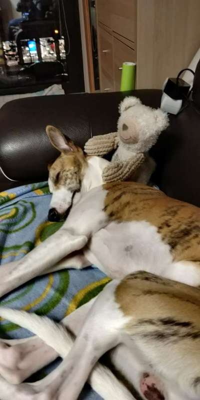 Windhunde - Treffen der besonderen Schönheiten
HERZLICH WILLKOMMEN-Beitrag-Bild