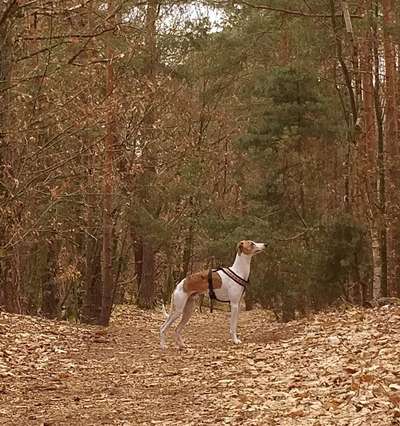 Hundeauslaufgebiet-Weilach - Kriemhildenstuhl - Kaiser Wilhelm Höhe - Weilach-Bild