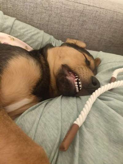 Windhunde - Treffen der besonderen Schönheiten
HERZLICH WILLKOMMEN-Beitrag-Bild