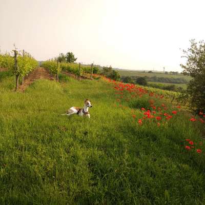 Windhunde - Treffen der besonderen Schönheiten
HERZLICH WILLKOMMEN-Beitrag-Bild