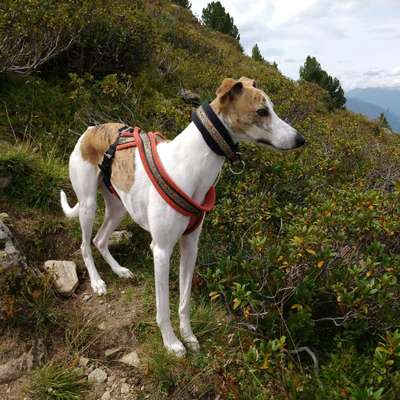 Windhunde - Treffen der besonderen Schönheiten
HERZLICH WILLKOMMEN-Beitrag-Bild