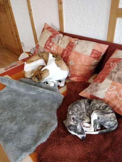 Windhunde - Treffen der besonderen Schönheiten
HERZLICH WILLKOMMEN-Beitrag-Bild