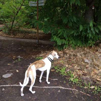 Windhunde - Treffen der besonderen Schönheiten
HERZLICH WILLKOMMEN-Beitrag-Bild