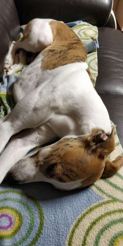 Windhunde - Treffen der besonderen Schönheiten
HERZLICH WILLKOMMEN-Beitrag-Bild