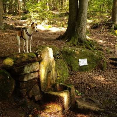 Windhunde - Treffen der besonderen Schönheiten
HERZLICH WILLKOMMEN-Beitrag-Bild