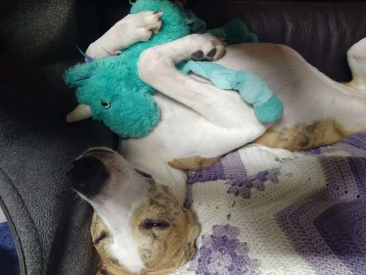 Windhunde - Treffen der besonderen Schönheiten
HERZLICH WILLKOMMEN-Beitrag-Bild