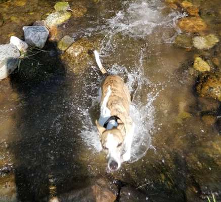 Windhunde - Treffen der besonderen Schönheiten
HERZLICH WILLKOMMEN-Beitrag-Bild