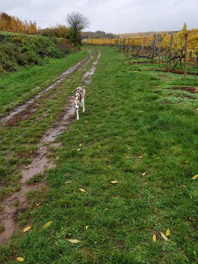 Hundeauslaufgebiet-Römerkelter Rundweg 5,5 km-Bild