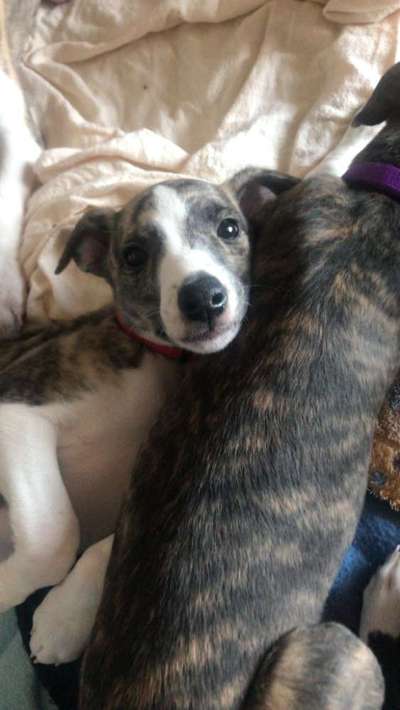 Windhunde - Treffen der besonderen Schönheiten
HERZLICH WILLKOMMEN-Beitrag-Bild