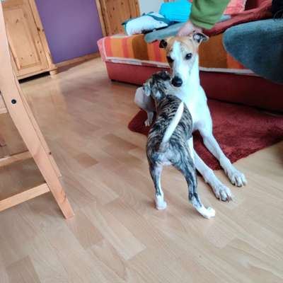 Windhunde - Treffen der besonderen Schönheiten
HERZLICH WILLKOMMEN-Beitrag-Bild