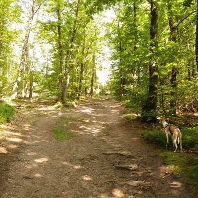 Windhunde - Treffen der besonderen Schönheiten
HERZLICH WILLKOMMEN-Beitrag-Bild