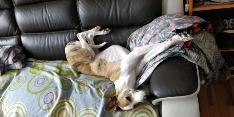 Windhunde - Treffen der besonderen Schönheiten
HERZLICH WILLKOMMEN-Beitrag-Bild