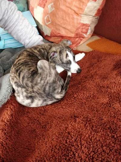 Windhunde - Treffen der besonderen Schönheiten
HERZLICH WILLKOMMEN-Beitrag-Bild