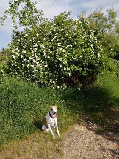 Windhunde - Treffen der besonderen Schönheiten
HERZLICH WILLKOMMEN-Beitrag-Bild