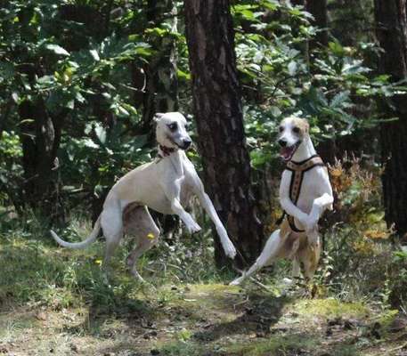 Windhunde - Treffen der besonderen Schönheiten
HERZLICH WILLKOMMEN-Beitrag-Bild