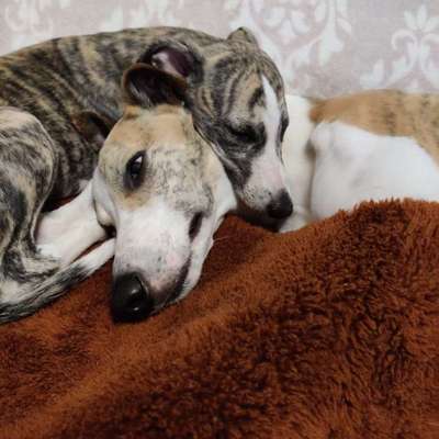 Whippet-Beitrag-Bild