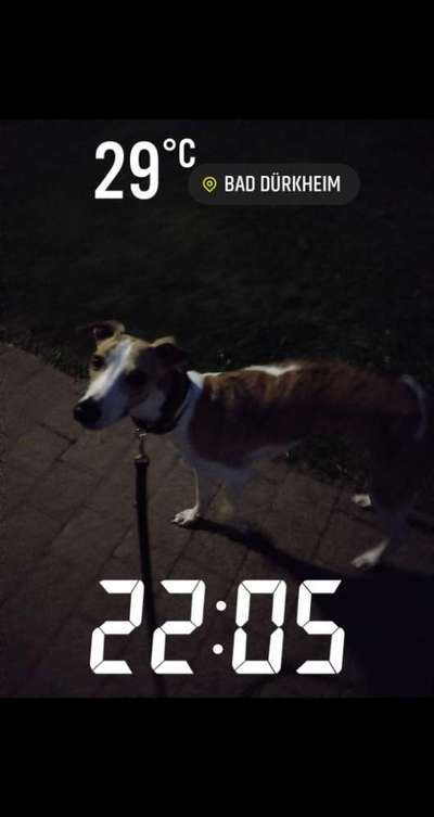 Windhunde - Treffen der besonderen Schönheiten
HERZLICH WILLKOMMEN-Beitrag-Bild