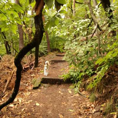 Windhunde - Treffen der besonderen Schönheiten
HERZLICH WILLKOMMEN-Beitrag-Bild