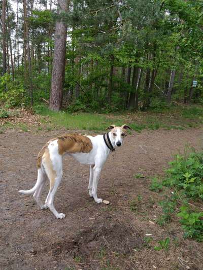 Windhunde - Treffen der besonderen Schönheiten
HERZLICH WILLKOMMEN-Beitrag-Bild