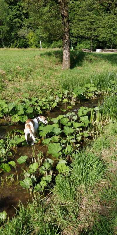 Windhunde - Treffen der besonderen Schönheiten
HERZLICH WILLKOMMEN-Beitrag-Bild