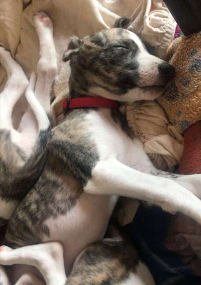 Windhunde - Treffen der besonderen Schönheiten
HERZLICH WILLKOMMEN-Beitrag-Bild