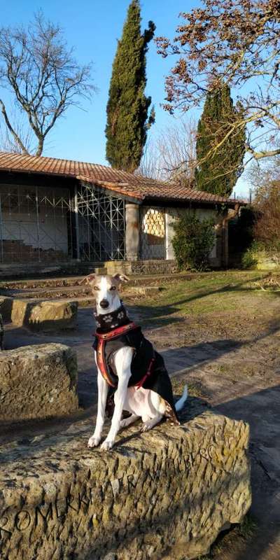 Windhunde - Treffen der besonderen Schönheiten
HERZLICH WILLKOMMEN-Beitrag-Bild