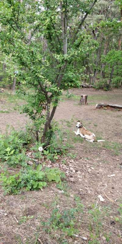 Windhunde - Treffen der besonderen Schönheiten
HERZLICH WILLKOMMEN-Beitrag-Bild