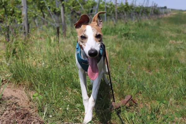 Windhunde - Treffen der besonderen Schönheiten
HERZLICH WILLKOMMEN-Beitrag-Bild