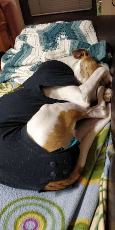 Windhunde - Treffen der besonderen Schönheiten
HERZLICH WILLKOMMEN-Beitrag-Bild