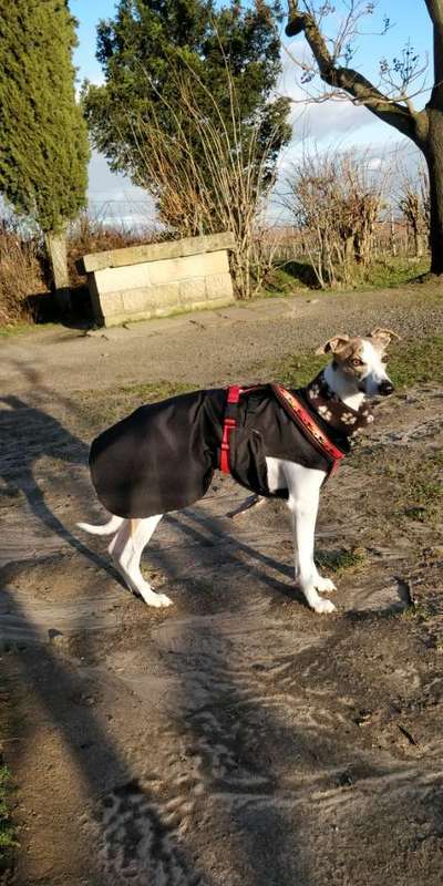 Windhunde - Treffen der besonderen Schönheiten
HERZLICH WILLKOMMEN-Beitrag-Bild