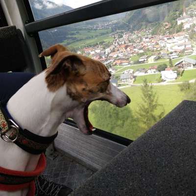 Windhunde - Treffen der besonderen Schönheiten
HERZLICH WILLKOMMEN-Beitrag-Bild