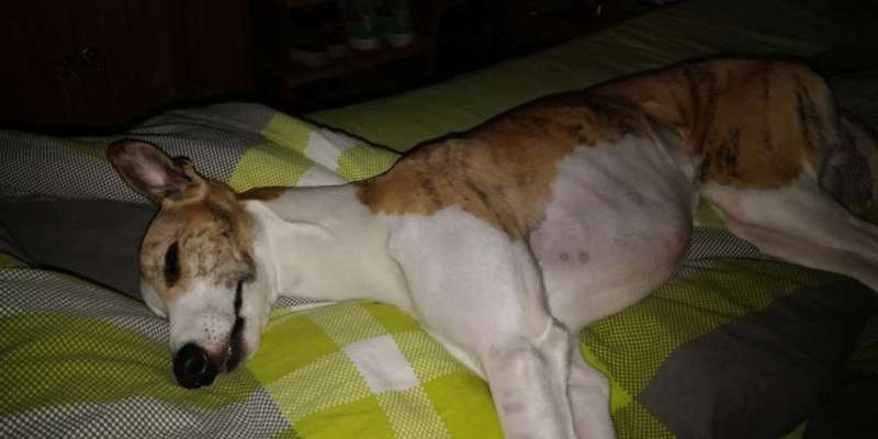 Windhunde - Treffen der besonderen Schönheiten
HERZLICH WILLKOMMEN-Beitrag-Bild